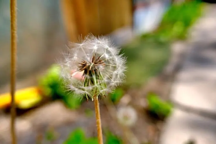 心理咨询师稳定收入途径_入驻在线平台获取个案_学了心理咨询到哪里赚钱，推荐靠谱专业的心理咨询培训连锁加盟机构飞米粒心理